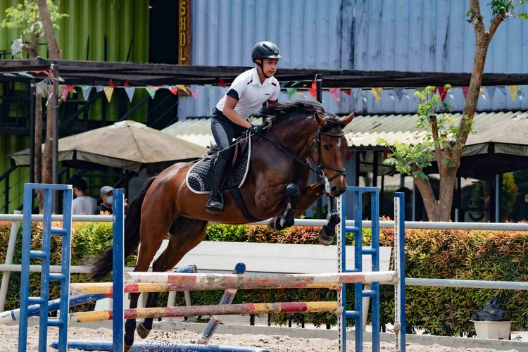Seorang atlet berkuda melakukan lompatan rintangan bersama kuda cokelat di arena latihan Horse Riding Arena dengan perlengkapan keselamatan lengkap.